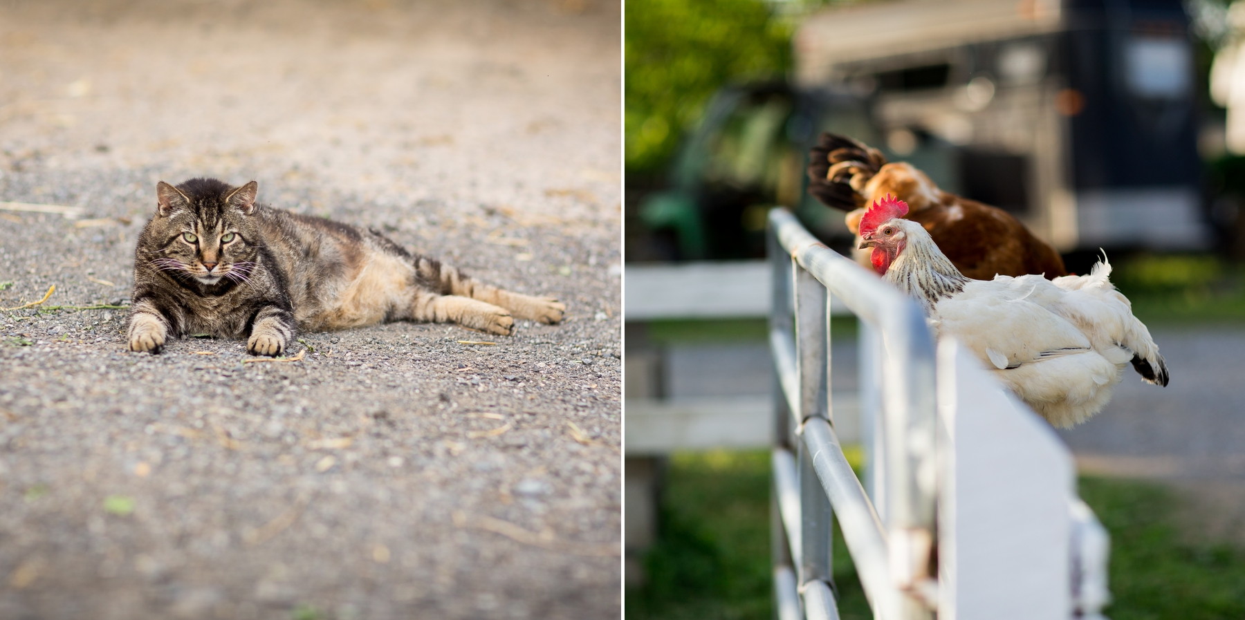 fun engagement photos at a horse farm